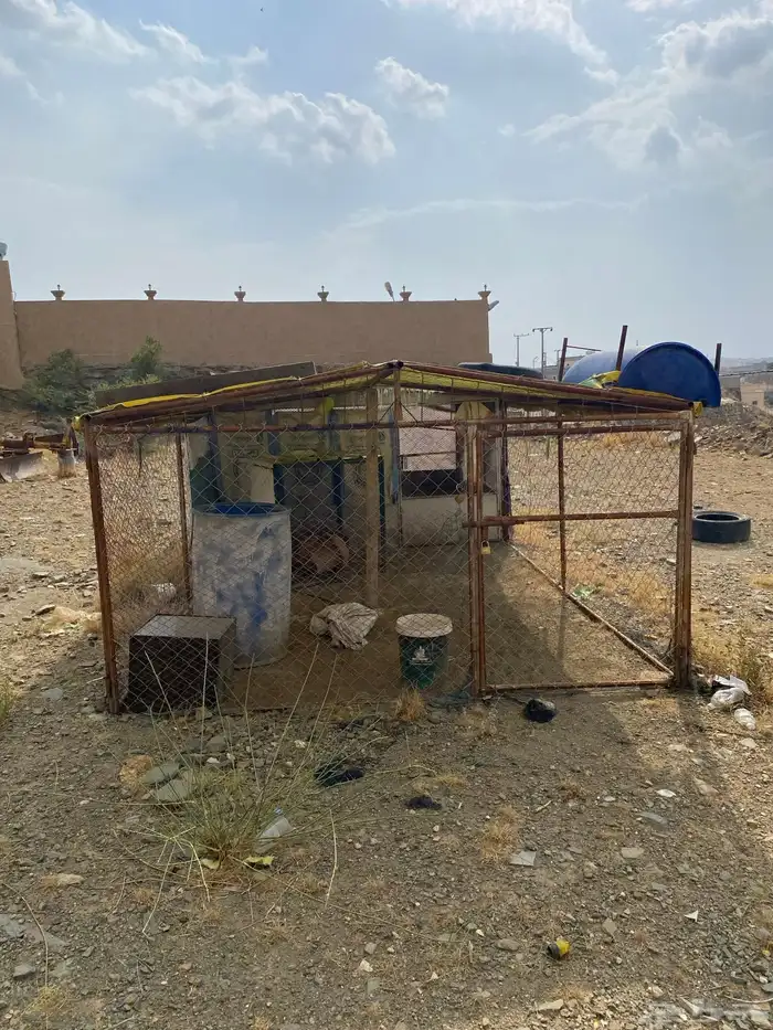 شبك 0