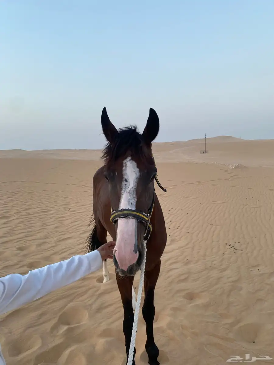 خيل الام عربيه الاب انجليري 2