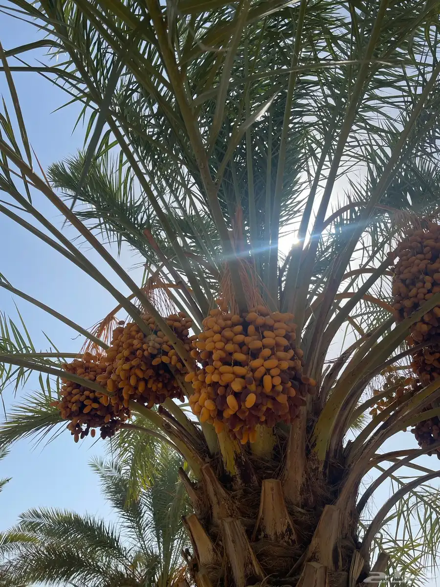 تمر صفري للبيع في بيشة   جعبة 0