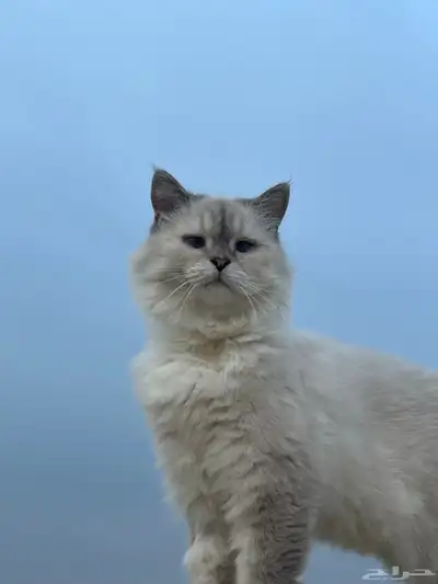 قطط 1