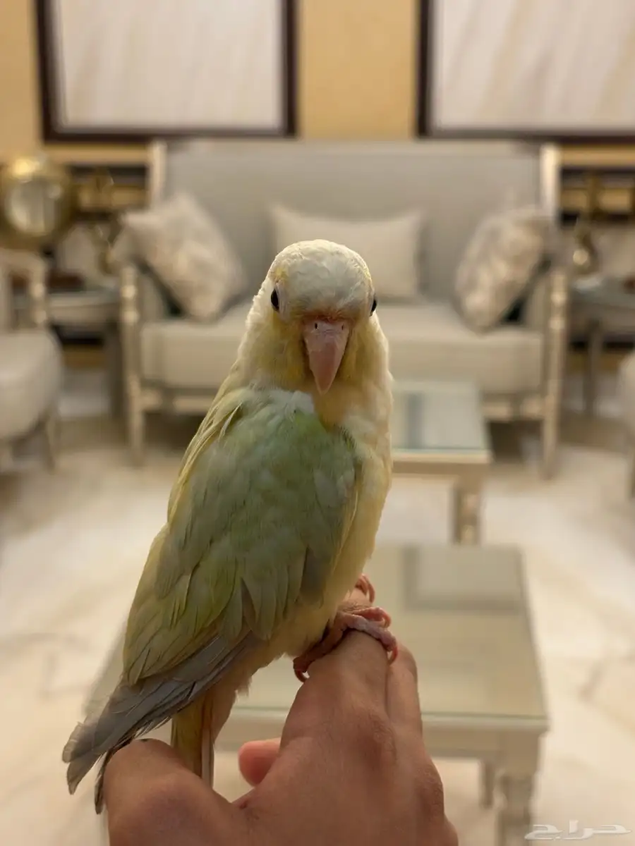 كنيور كريمي دييلوت اليف جدا 3