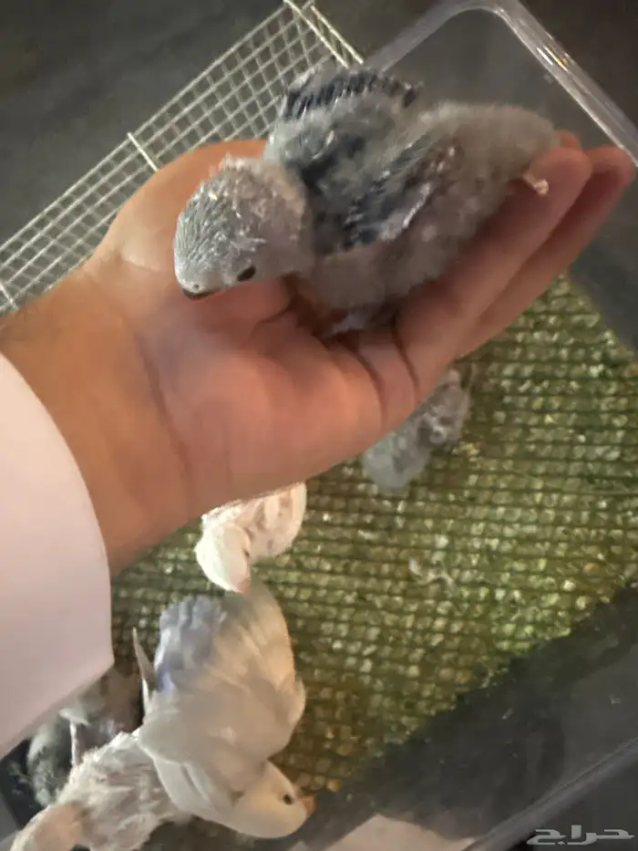 فروخ روز غر وكويكر 1