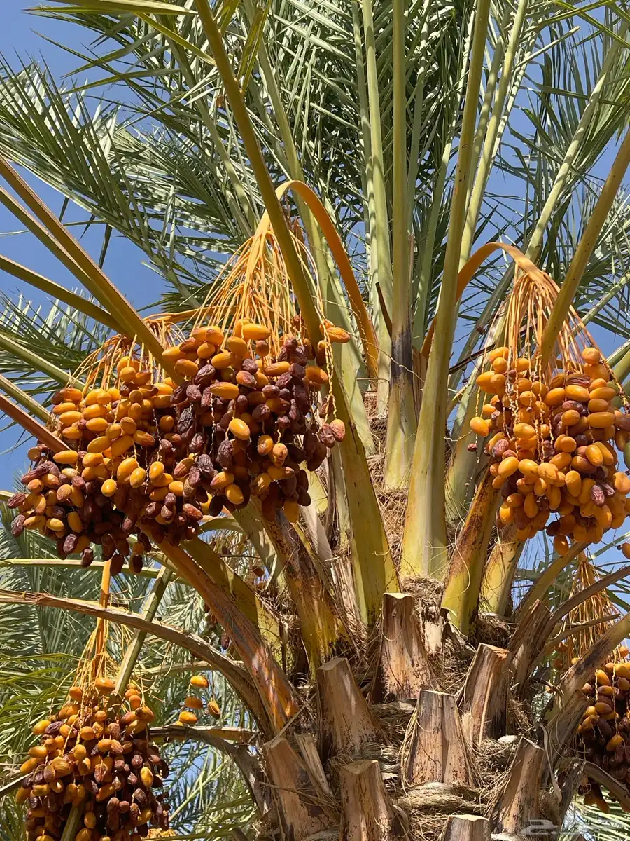 تمر صفري للبيع في بيشة   جعبة 3
