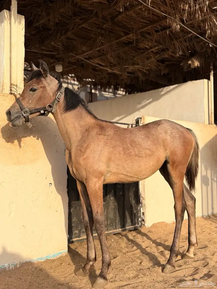 مهره شعبيه للبيع 6