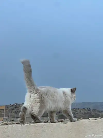 قطط 2