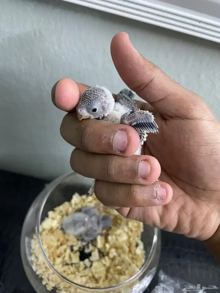 فروخ طيور الحب او البادجي 1