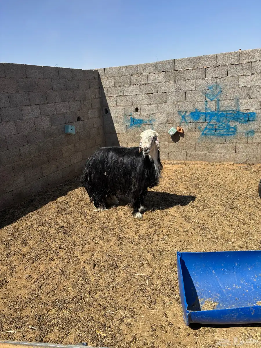 للبيع خروف نجدي فحل 4
