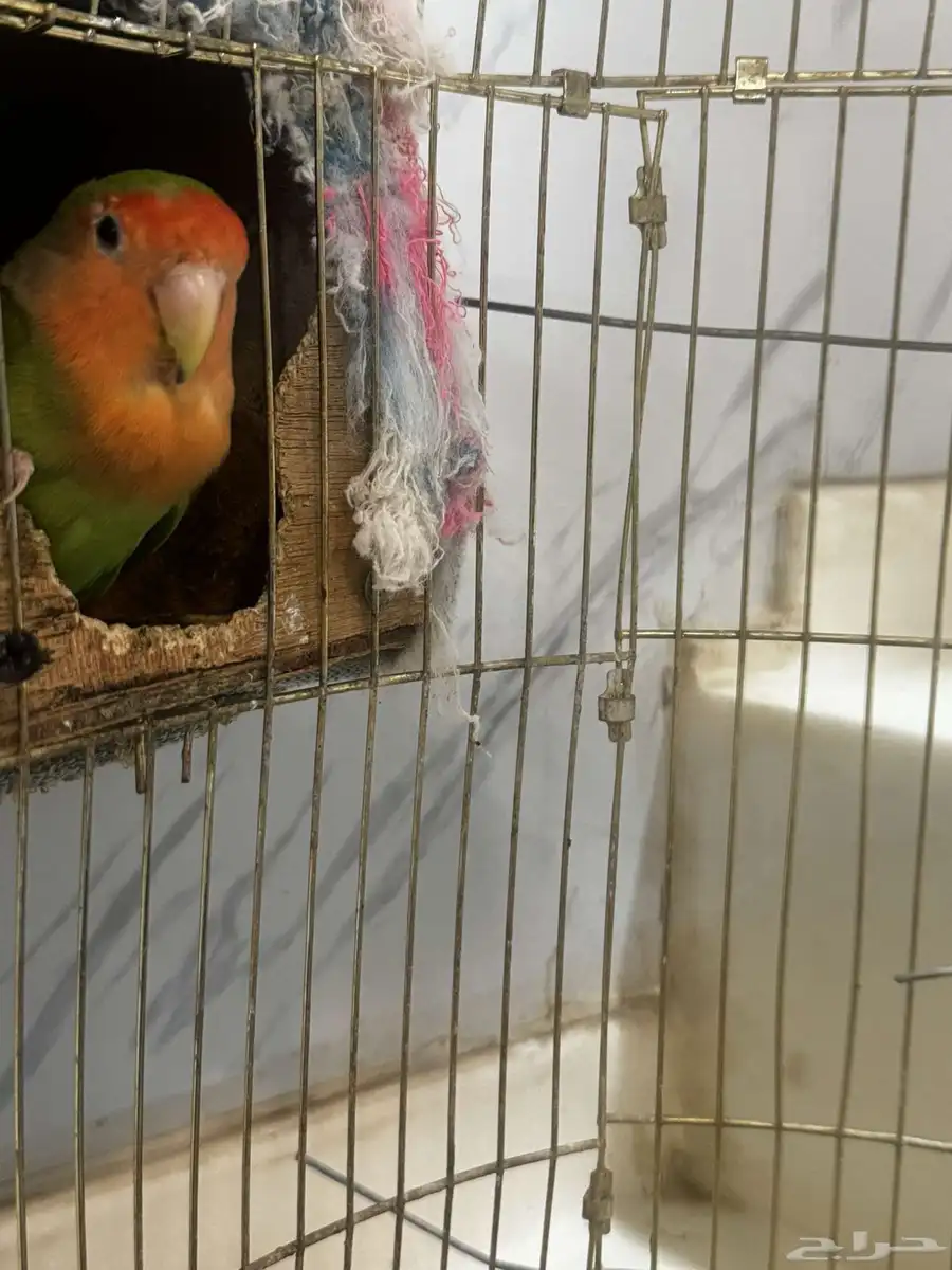 للبيع زوج طيور روز (منجه) 1