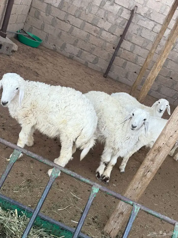 خرفان هرافي حري العدد 4 4