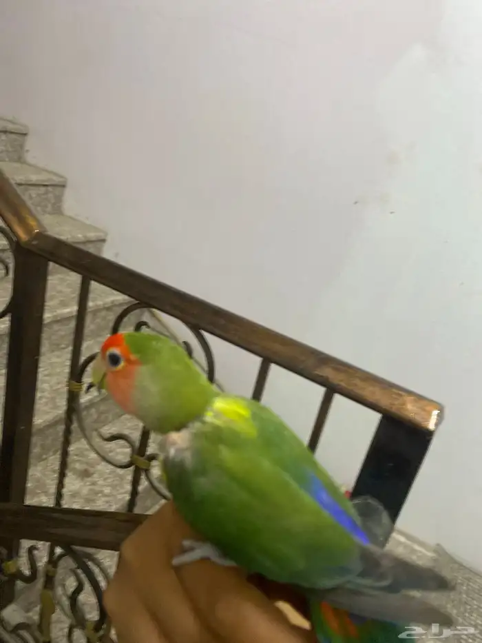 روز اخضراليف 0