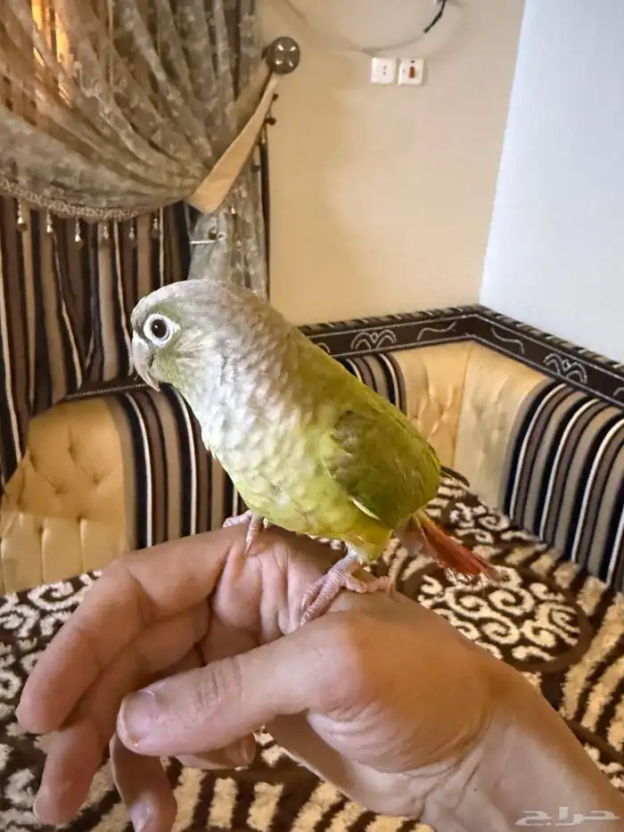 طير كونيور 0