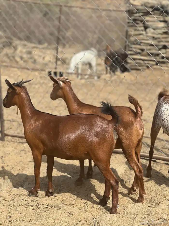 جفار تأسيس مراح 2