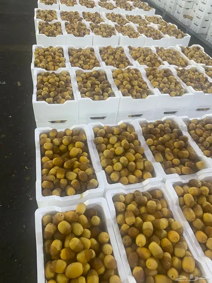 روثانه 1