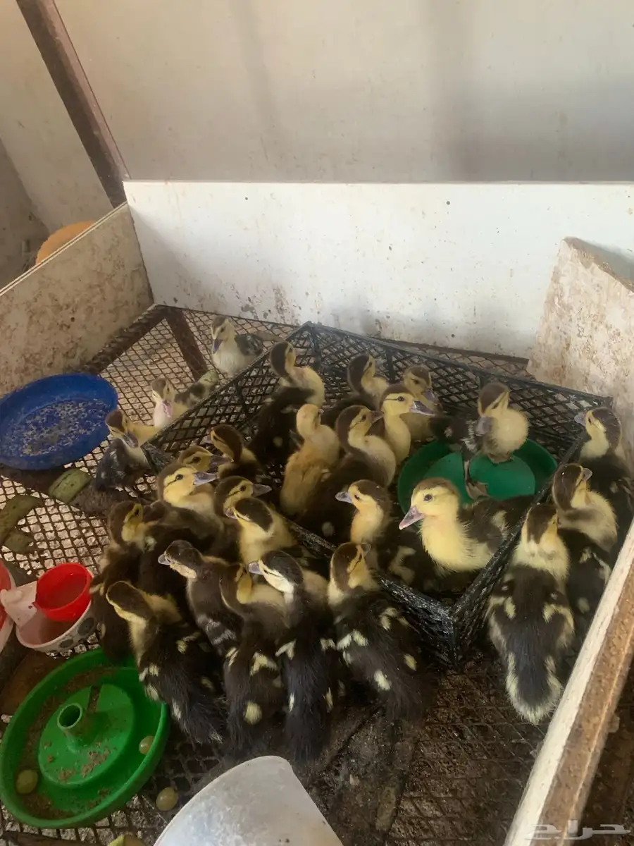 صيصان بط مصري عمر سبوعين ونص عدد حول 20 0