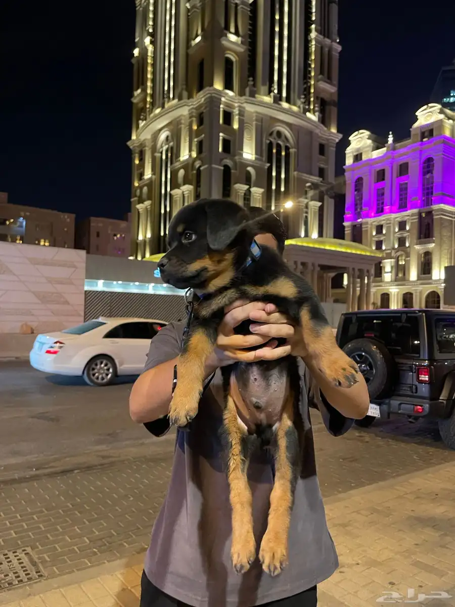 جرو روت وايلر بيور العمر 50 يوم مطعم وبصحه ممتاز 2