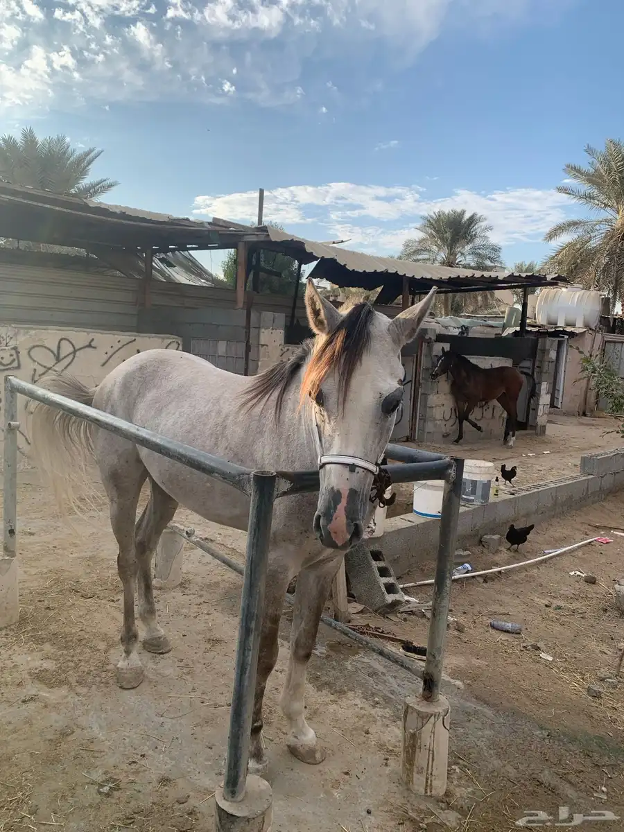 خيل شعبي index