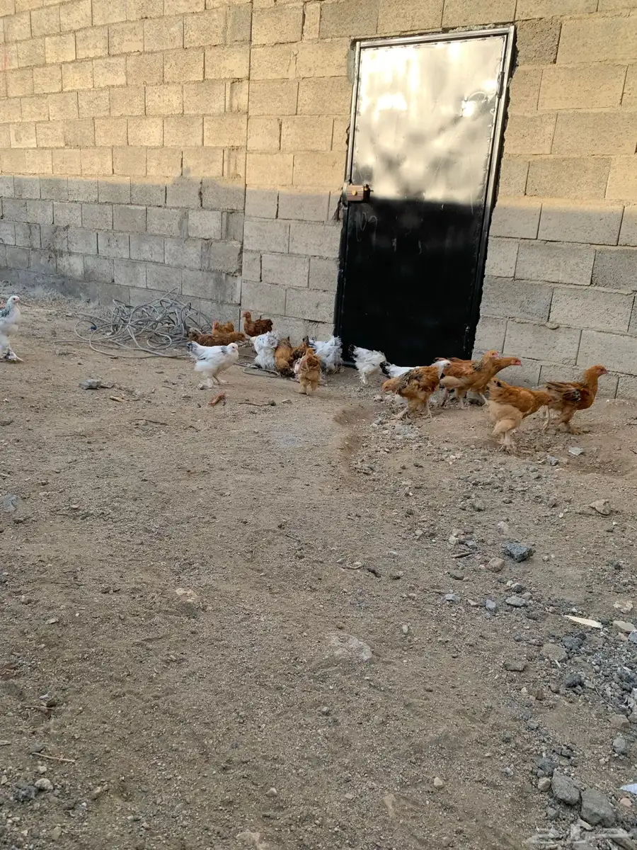 فرو دجاج براهما دم صافي 0