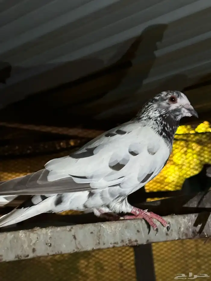 حمام زاجل وباكستاني 2