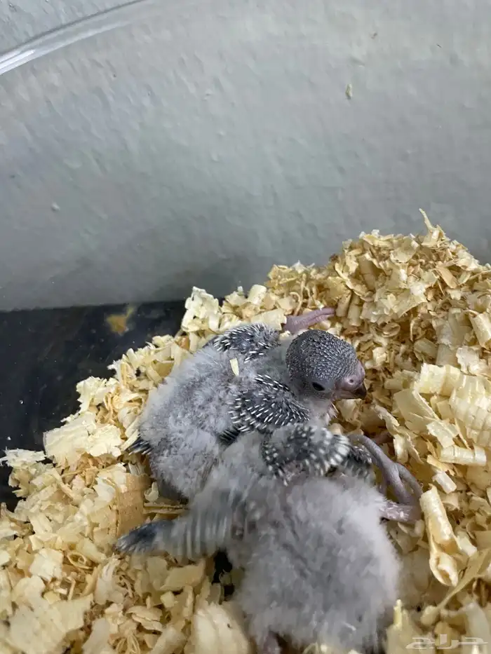 فروخ طيور الحب او البادجي 2