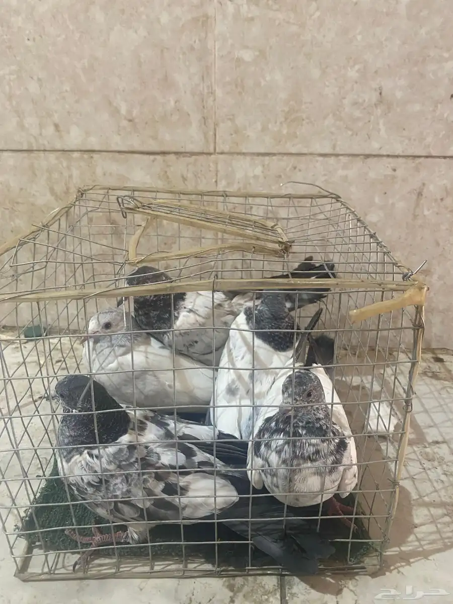 حمام طبات امهاته مطيار شرط 0