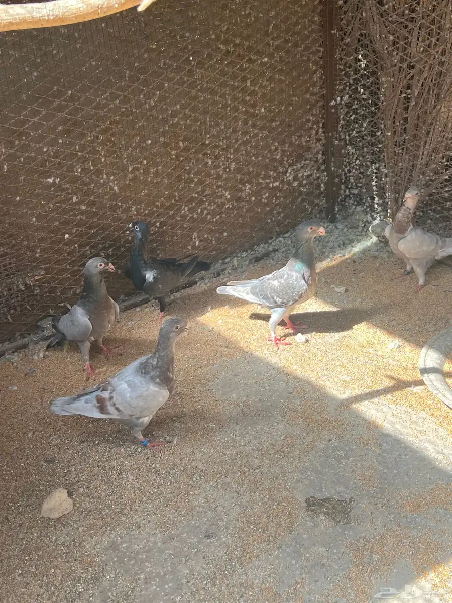للبيع جوزين ونصف حمام هومر منتجه الموقع الاحساء 0
