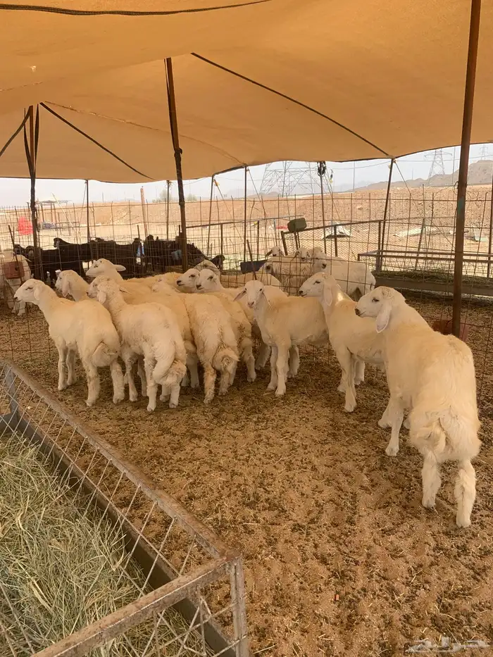 حري ذبايح مناسبات ذبايح زواج طليان يوجد صلخ وتوصيل 1