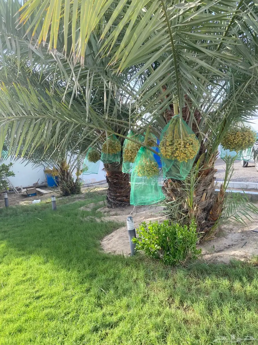 رطب للبيع كامل المحصول من النخل 2