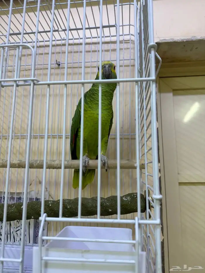 الاحساء جليجله 0
