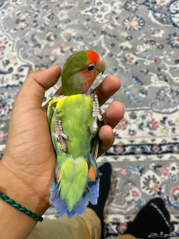 روز اخضراليف 2