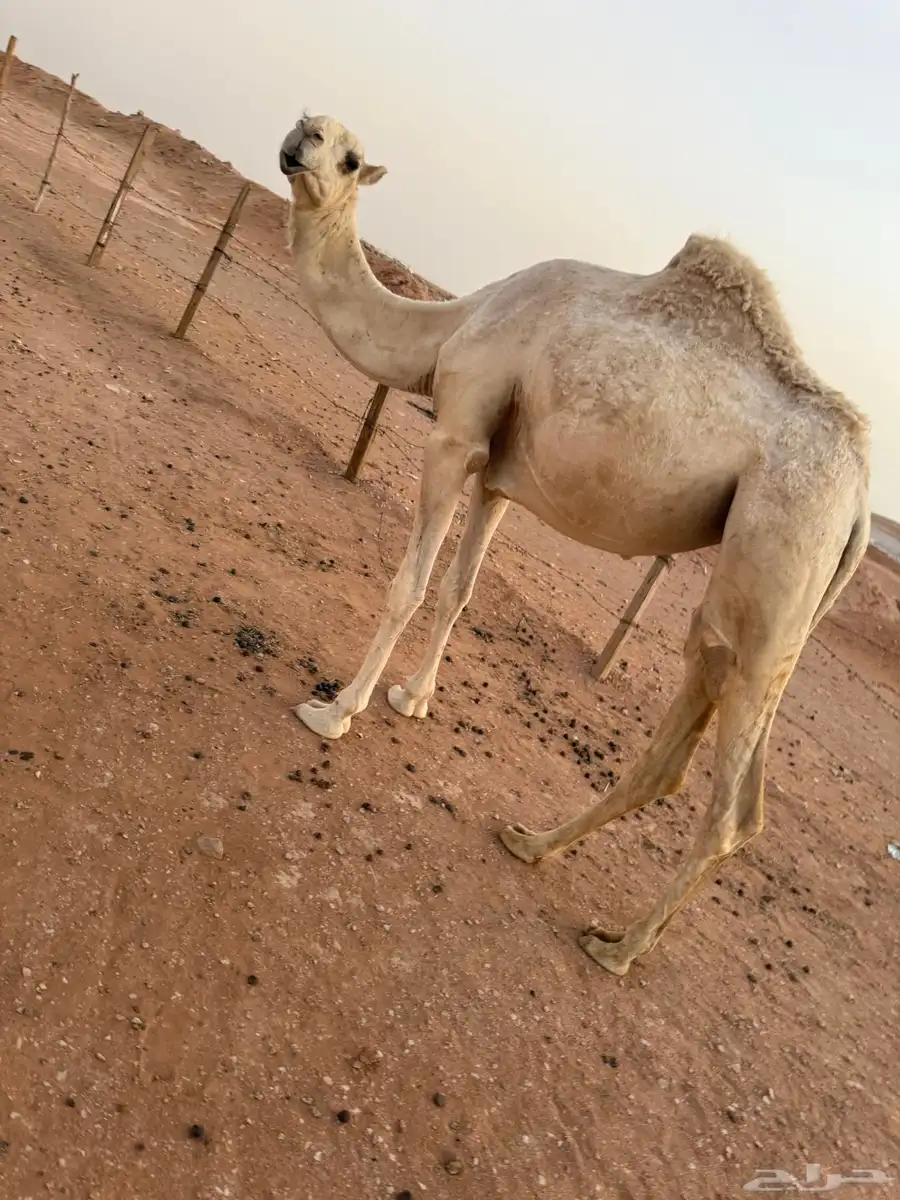 الابل index
