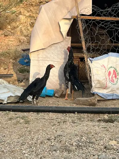 شامو الماني 0