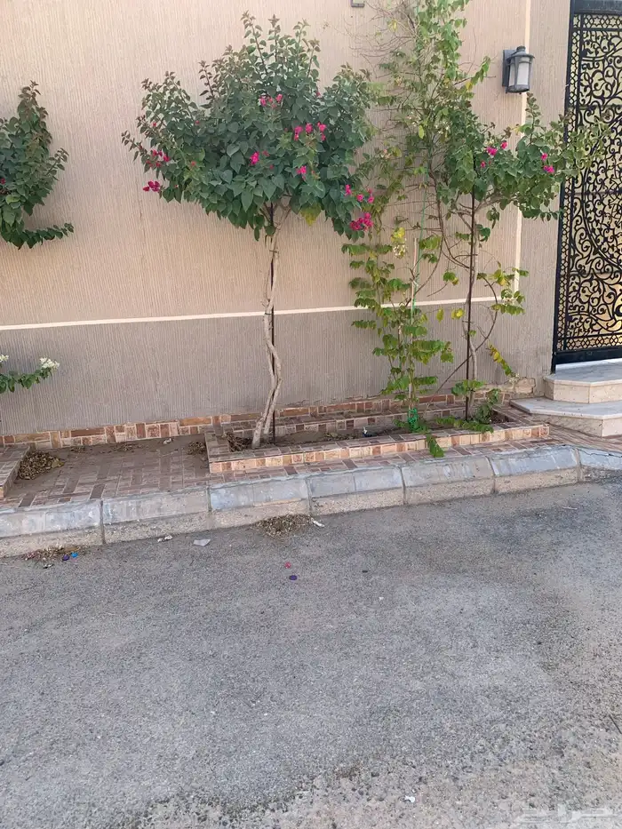 شجر جهنميه 1