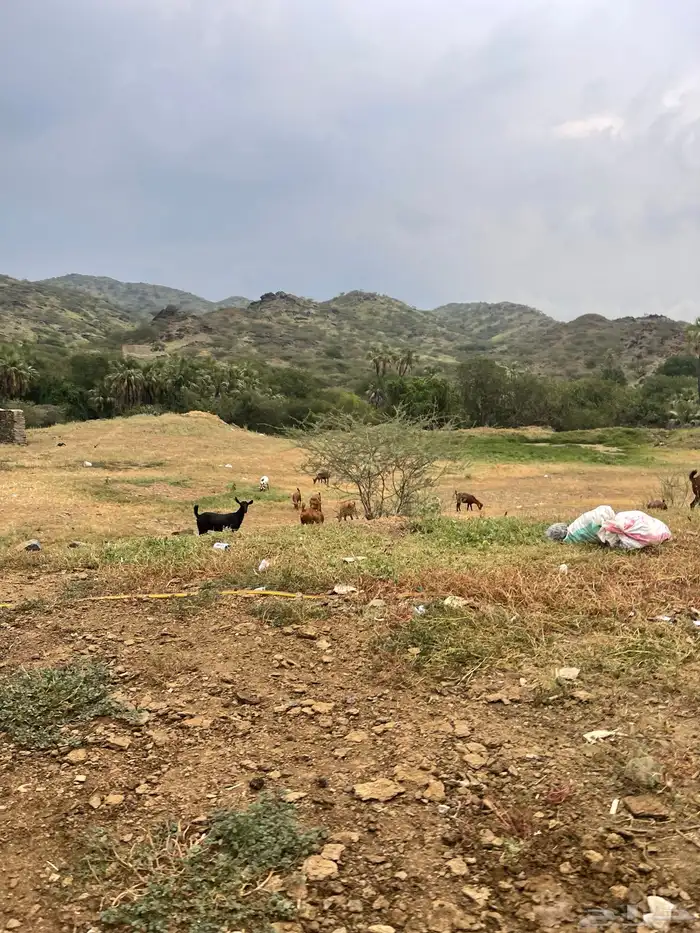 ارض كبيره مع بيت للبيع مع حضائر مغطاه 17