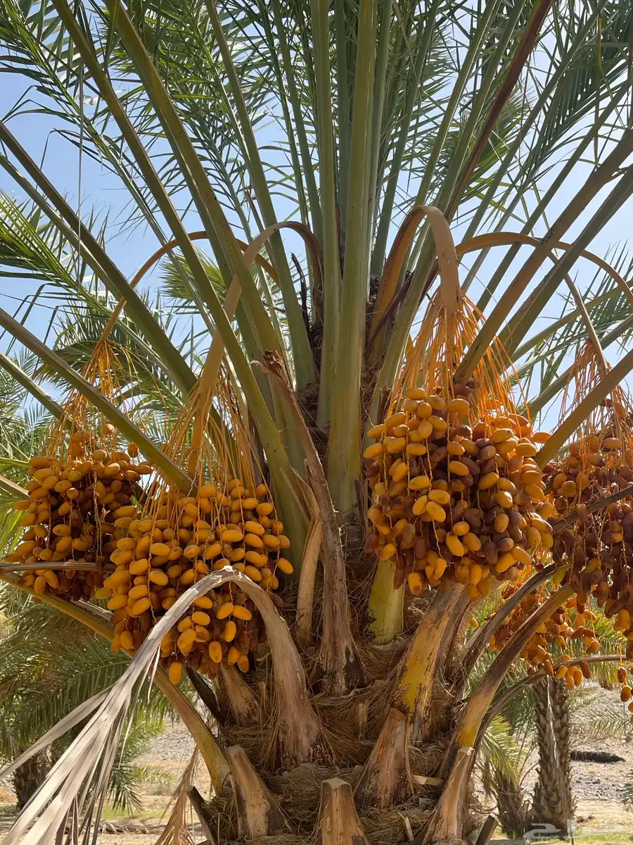 تمر صفري للبيع في بيشة   جعبة 4
