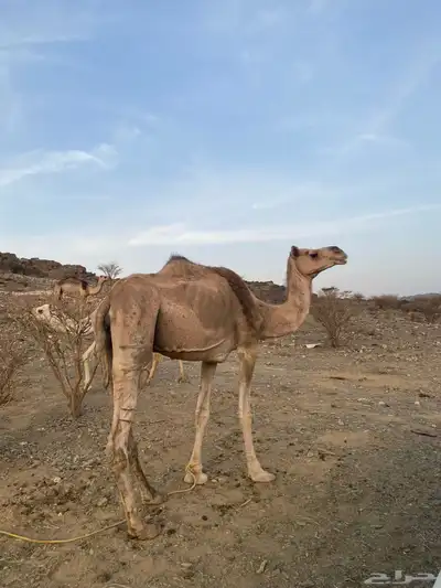 ابل ثانتين وحده لقحه ووحده مبيوع ولده 0
