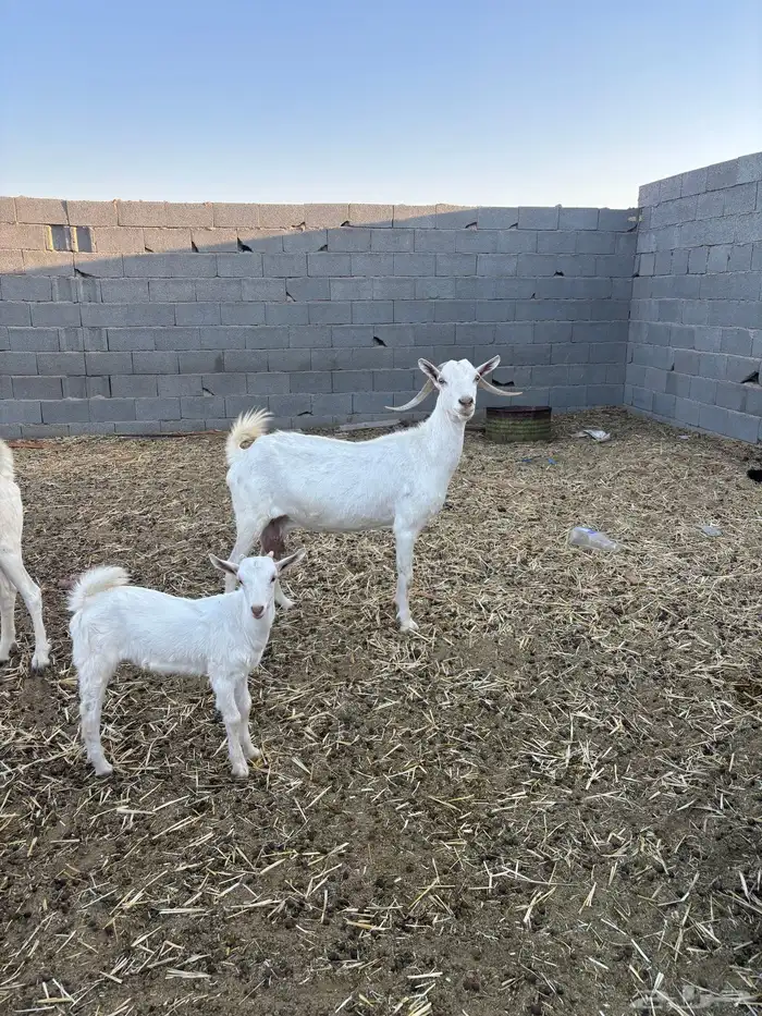 عنز بيشية برصا 0
