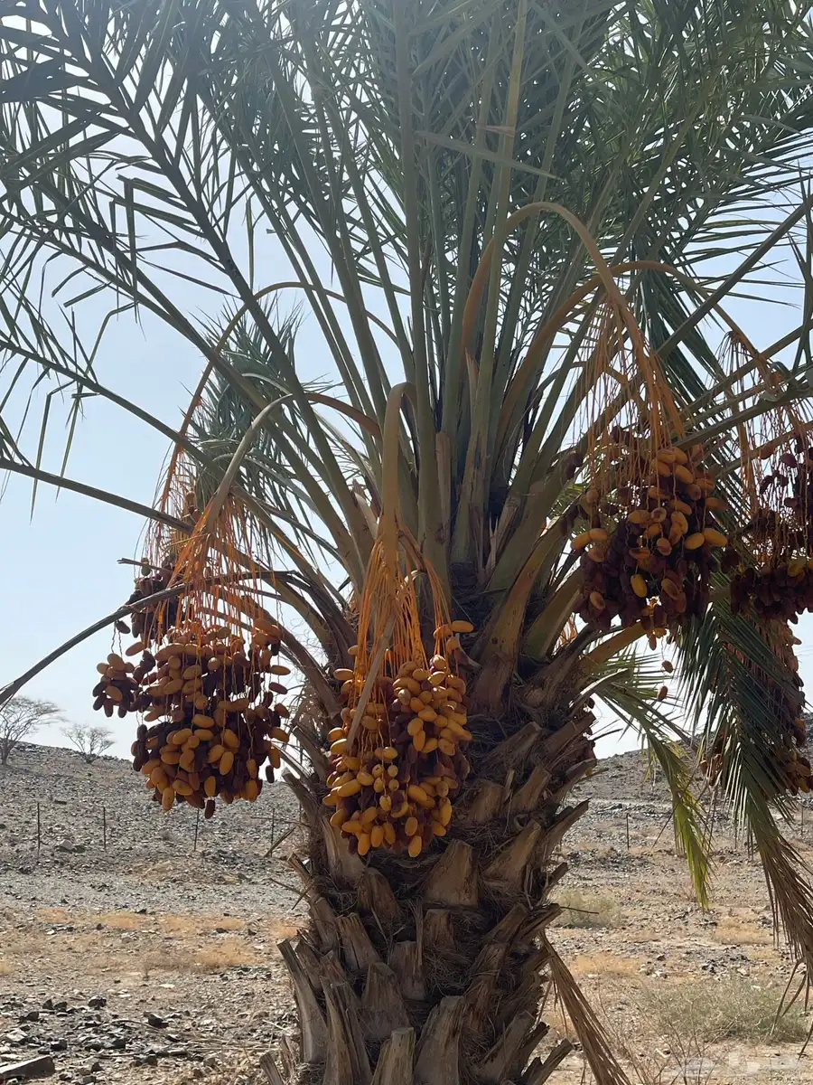 تمر صفري للبيع في بيشة   جعبة 2