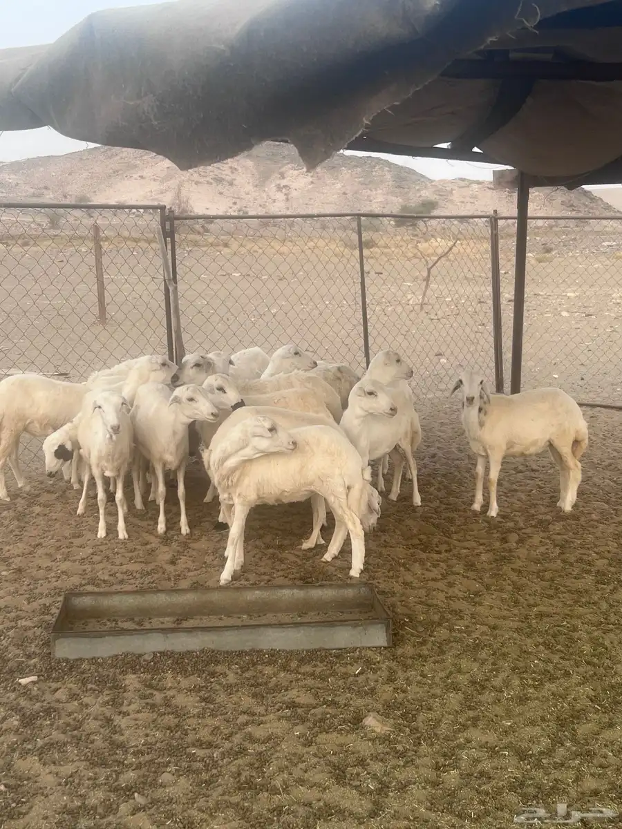 رخال رفيده ومهجنه حري العدد18 2
