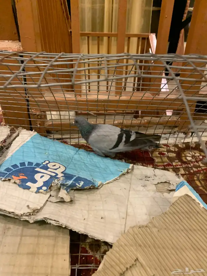 حمام هارا بلدي (تم البيع) 3