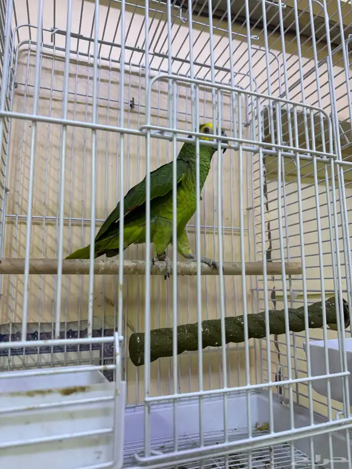 الاحساء جليجله 1