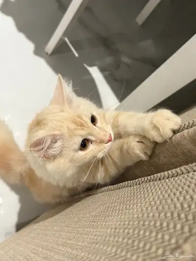 قطة شيرازية لعوب 2