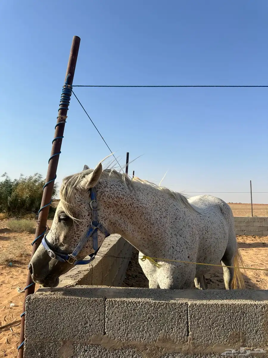 حصان خيل index