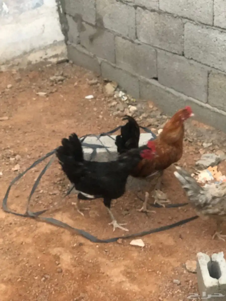 عندي ديكين للبيع او بدل بدجاج 0