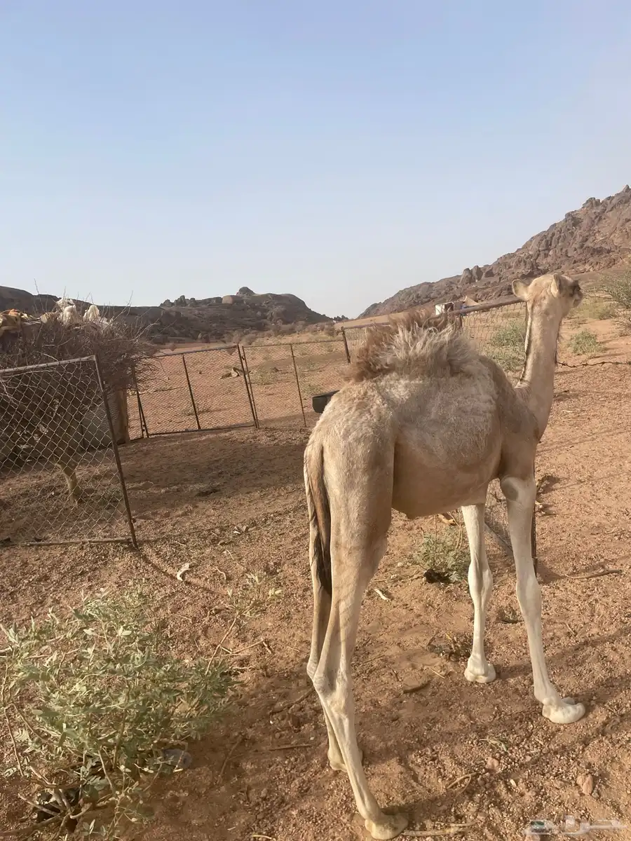 قعود سمين ونظيف توه معزول من امه 1