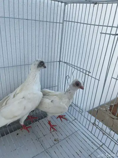 حمام كوري تم البيع تم البيع 5