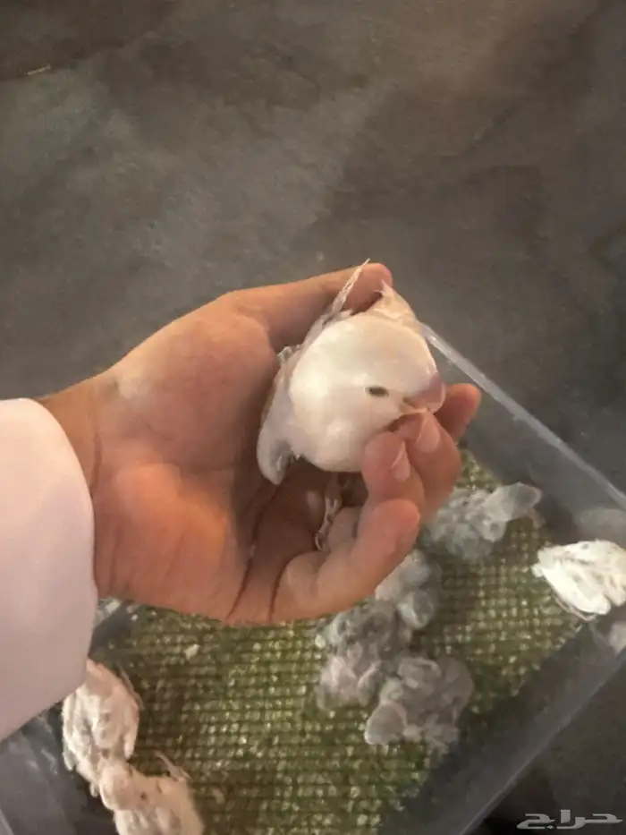 فروخ روز غر وكويكر 5