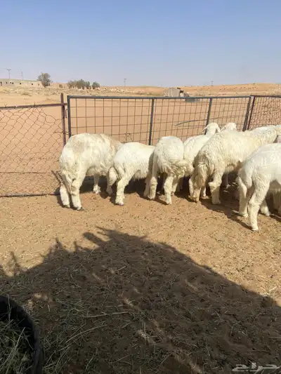 بهم حري ( تم البيع ) 5