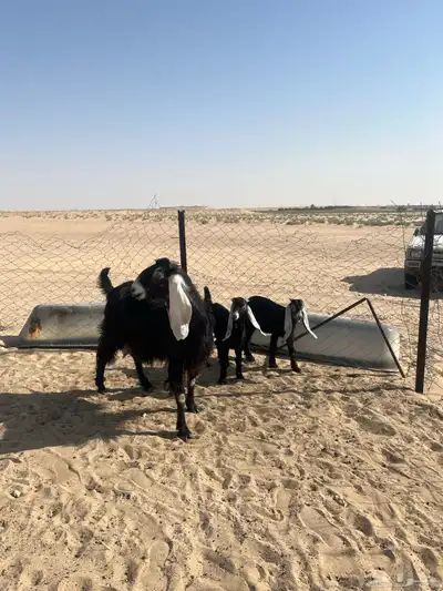 تم البيع 1