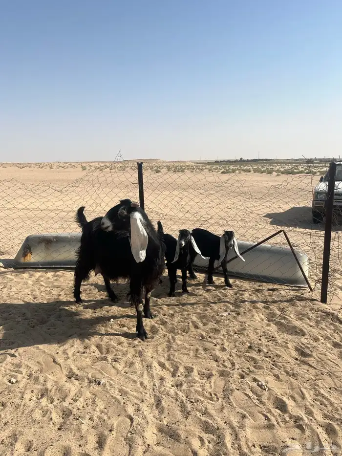 تم البيع 1