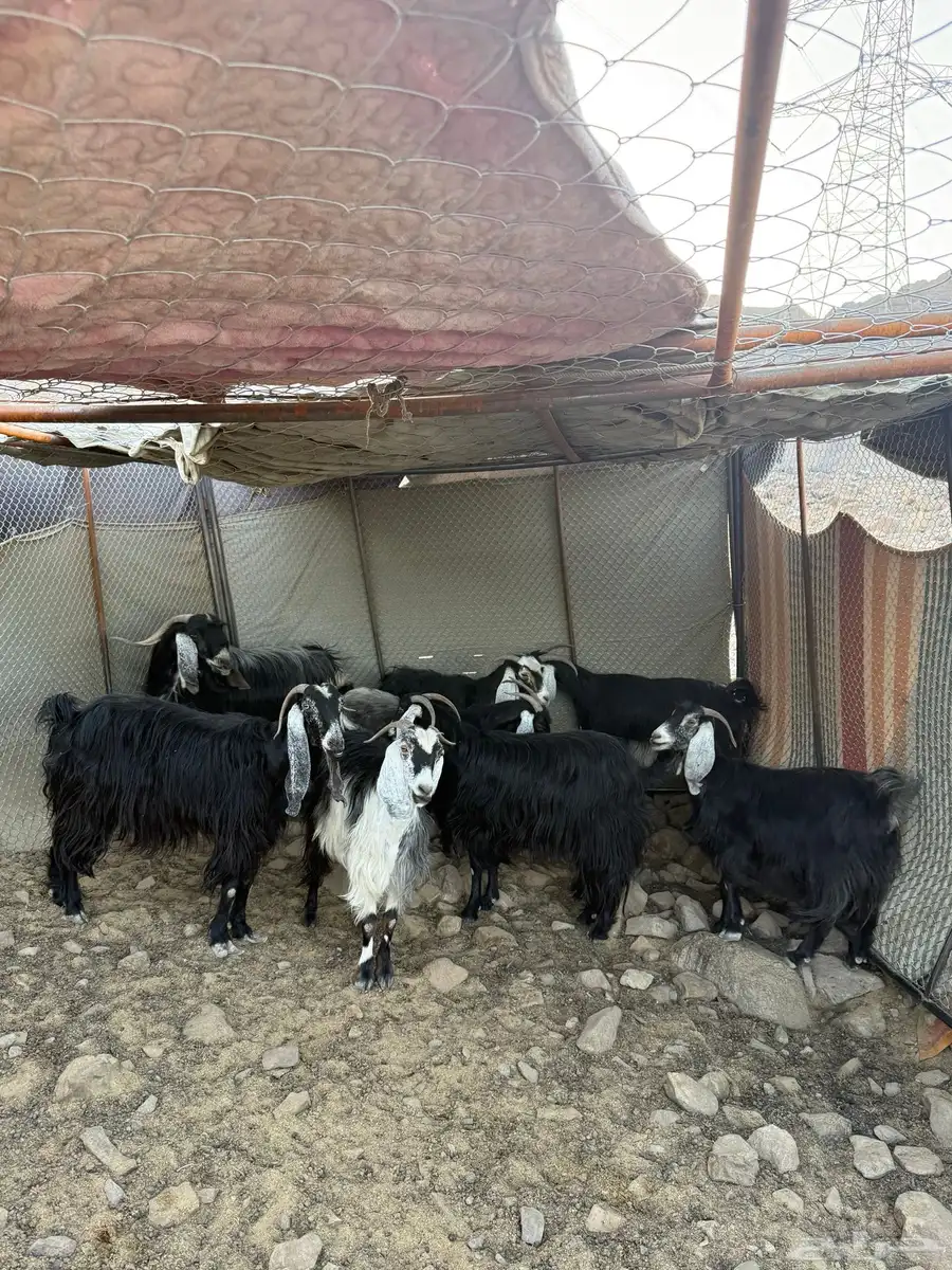 للبيع غنم   بهم في المدينه index